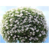 Pelargonia zwisająca Glacier White DŁUGA BIAŁA