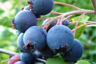 Świdośliwa SMOKY Najsłodsza