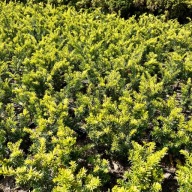 Cis pospolity 'Elegantissima' (Taxus baccata) P13