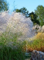 Miskant chiński Memory (miscanthus sinensis 'Memory') P9 30-40cm
