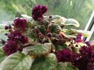 Fiołek afrykański @sadzonka @ AN-Vodopad Victoria @ Standard trailer