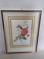 OBRAZ RÓŻA ROSA Indica Cruenta