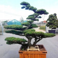 NA BIG BONSAI Sosna drobnokwiatowa 'Shirobana'