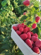 MALINA GLEN AMPLE SADZONKI MALIN BEZKOLCOWE LETNIA ODMIANA MALINY CZERWONA