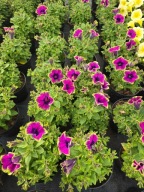 Surfinia Pizzazz Purple