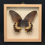 Motyl w gablotce Papilio Memnon Perlucidus