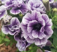 Petunia PEŁNA Go!Tunia DOUBLE PURPLE Vein