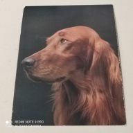 POCZTOWKA PIES SETER IRLANDZKI