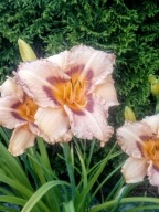 Liliowiec 'DARING DECEPTION' Hemerocallis P9