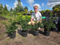 Ostrokrzew kolczasty 45-cm