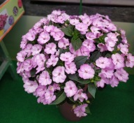 Niecierpek Sunpatiens Compact Orchid Blush