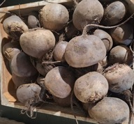 Buraczek czerwony – Czerwona Kula 2 – 15 kg worek