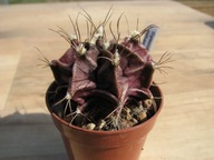 Kaktus , Gymnocalycium mihanovichii
