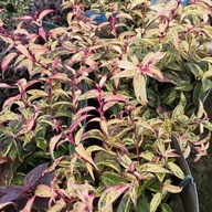 Kiścien wawrzynowy 'Makijaż'