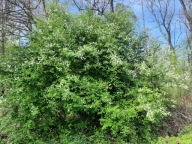 Czeremcha zwyczajna pospolita pięknie mocno pachnie owoce pokarm dla ptaków