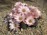 Kaktus ,Rebutia, Mediolobivia canacruzensis WR 642