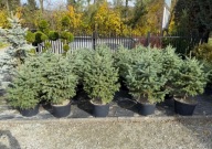 Świerk Engelmanna 80-100cm