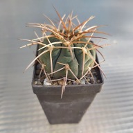*KAKTUSY* GYMNOCALYCIUM CARDENASIANUM - KK 2131