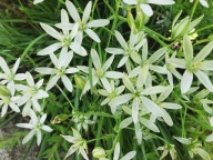 Śniadek baldaszkowaty zakwitnie na Dzień Matki sadzonka 50 sztuk + gratis