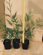 Tuja BRABANT 25 - 35 cm w doniczce P9 dobrze ukorzeniony krzew mrozoodporny