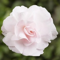 Niecierpek PEŁNY Impatiens walleriana Silhouette Appleblossom