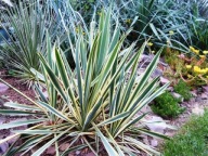 JUKA PASKOWANA Bright Edge na słońce FENOMENALNE BARWY LIŚCI