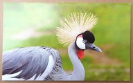 POCZTÓWKA - ŻURAW KORONIASTY - zdjęcie, karnet