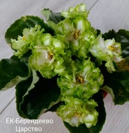 FIOŁEK AFRYKAŃSKI ### EK BERENDEWO TSARSTWO ### 1LIŚĆ