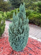 Cyprysik Columnaris 15 - 20 cm w doniczce P9, dobrze ukorzeniony