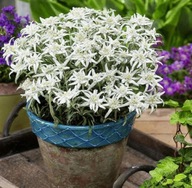 SZAROTKA LEONTOPODIUM BLOOSOM OF SNOW KWITNIE DWA RAZY