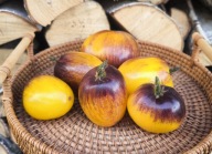 Pomidor Ochen Sladkii Bljyz nasiona kolekcjonerskie