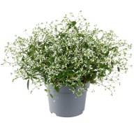 Wilczomlecz BIAŁY Euphorbia SilverFog White GIPSÓWKA BALKONOWA