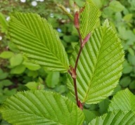 PROMOCJA Grab pospolity na żywopłot sadzonka w pojemniku 40 cm ODPORNY