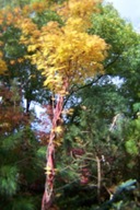 Klon sangokaku grab złotokap grujecznik platan brzoza dereń dąb buk inny