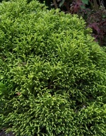 Szydlica japońska Little Champion (Cryptomeria) szczepiona na pniu C3 50cm