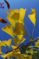 Miłorząb Ginko pendula karłowy mini 10 letni inny