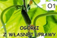 BANER PLANDEKA SPRZEDAŻ OGÓRKÓW OGÓRKI 100x50