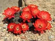 Kaktus ,Rebutia, Mediolobivia atrovirens VS 278