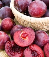 ŚLIWA WIŚNIOWA Hollywood ( jadalna,czerwonolistna)