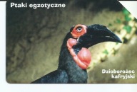 Karta nr. 1046 Dzioborożec