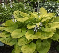 Funkia "AGE OF GOLD" Hosta sadzonka