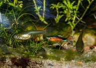 Samice Gupika Endlera Santa Maria Bleeding Heart 20 szt czysta rasa