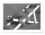 Karnet - Śpiące kociątko na leżaczku w słońcu / koty / OPIS !!!