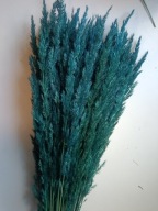 Trawa leśna naturalna kłosy susz krajowy kolory granatowa niebieski do palm