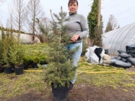 Jodła kalifornijska 120cm ( nr 4)