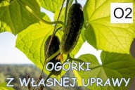 BANER PLANDEKA SPRZEDAŻ OGÓRKÓW OGÓRKI 100x50 O2