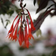 Fuksja STOJĄCA Fuchsia Koralle