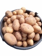 ZIEMNIAKI LORD KALIBER 35-55 16 KG