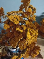 Krwawnik żółty bukiet suszony naturalny polski trawy ozdoby kompozycje