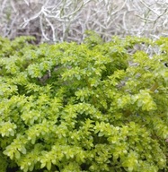 Pilea microphylla jak paproć paprotka MALEŃKIE LISTKI